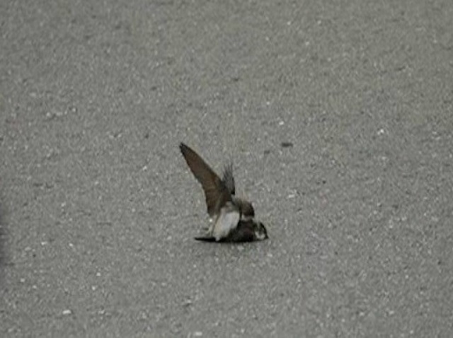 Pássaro tenta acasalar com outro macho morto