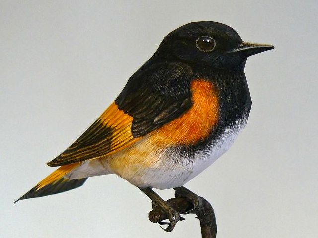 Artista Holandês cria pássaros realistas com papel e tinta