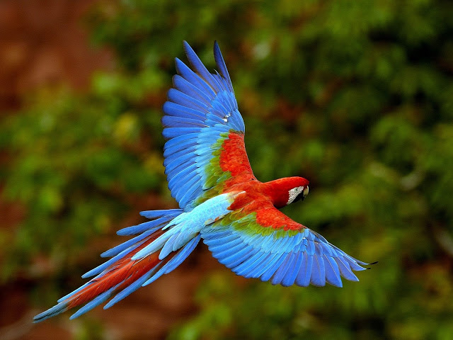 Os pássaros mais coloridos do mundo