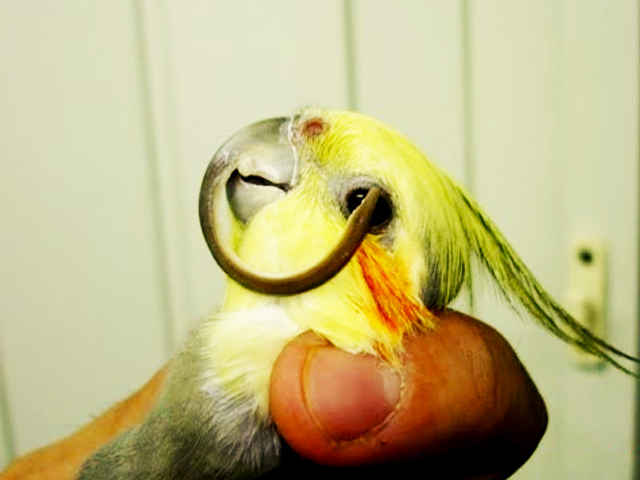 Odontologia em Aves 