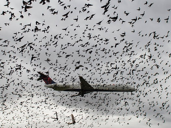 Avião passa por 'nuvem' de pássaros durante pouso