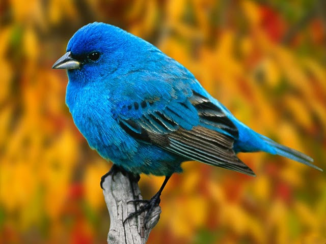 Primeiras espécies modernas de pássaros apareceram na América do Sul 