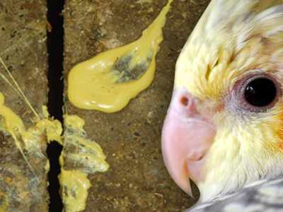 Causas da Diarréia em Aves
