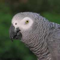 Papagaio-Cinzento