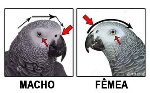 macho e fêmea papagaio cinzento ou do congo