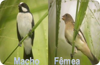 bigodinho macho e fêmea